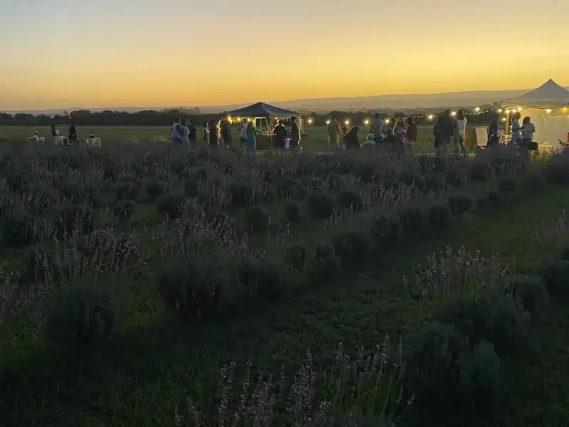 Campo de lavandas junto al lago