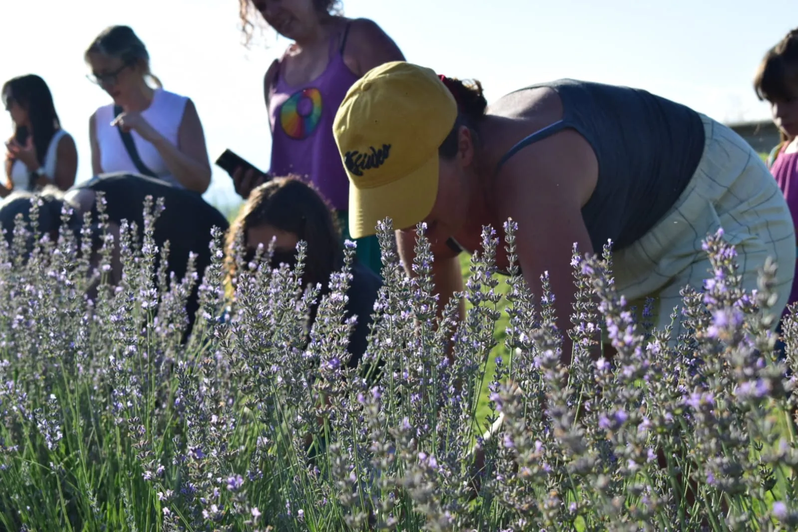 Visitantes conociendo las plantas de lavanda