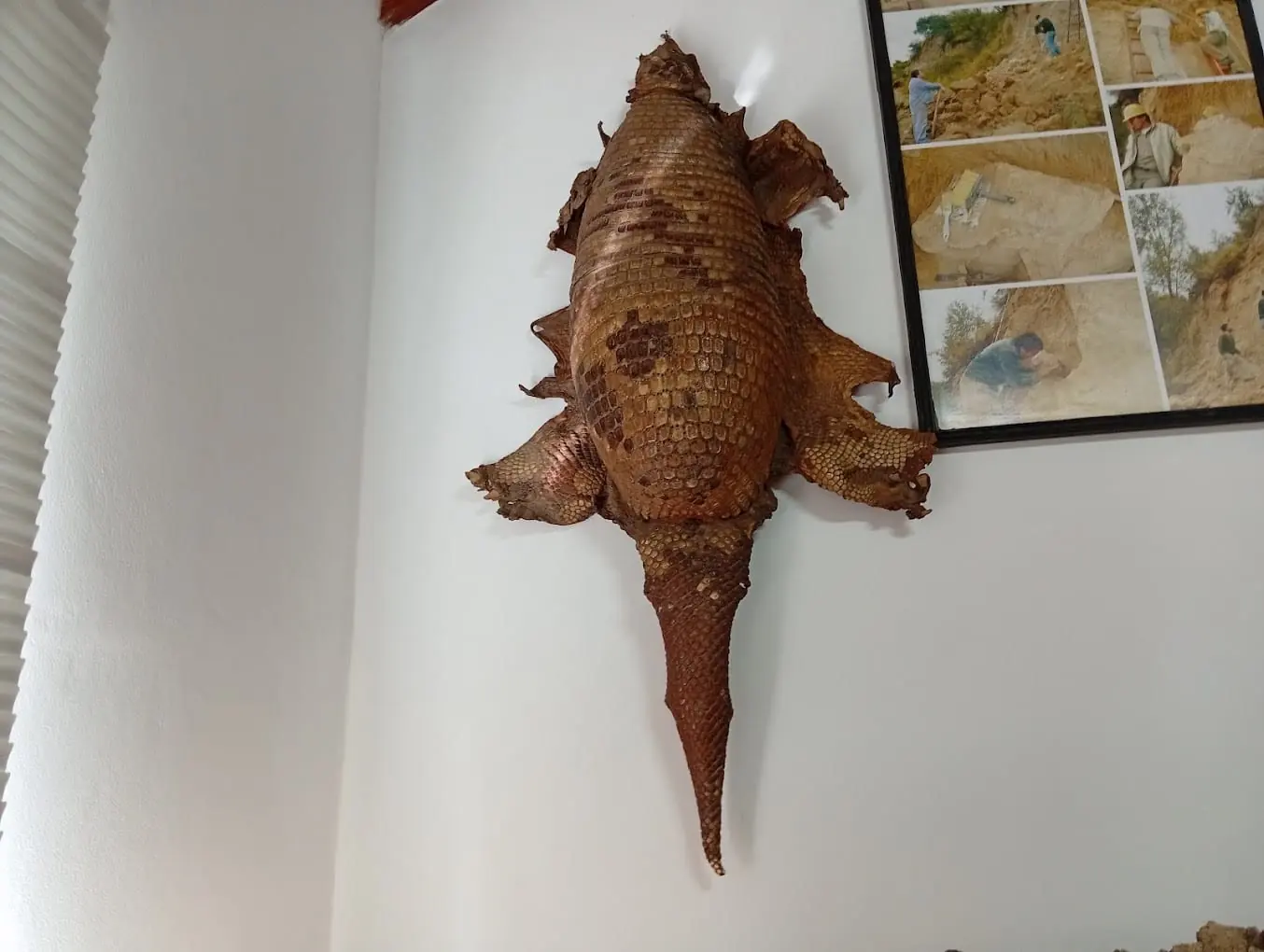 Ejemplar de fauna regional exhibido en el Museo Estrella de Piedra