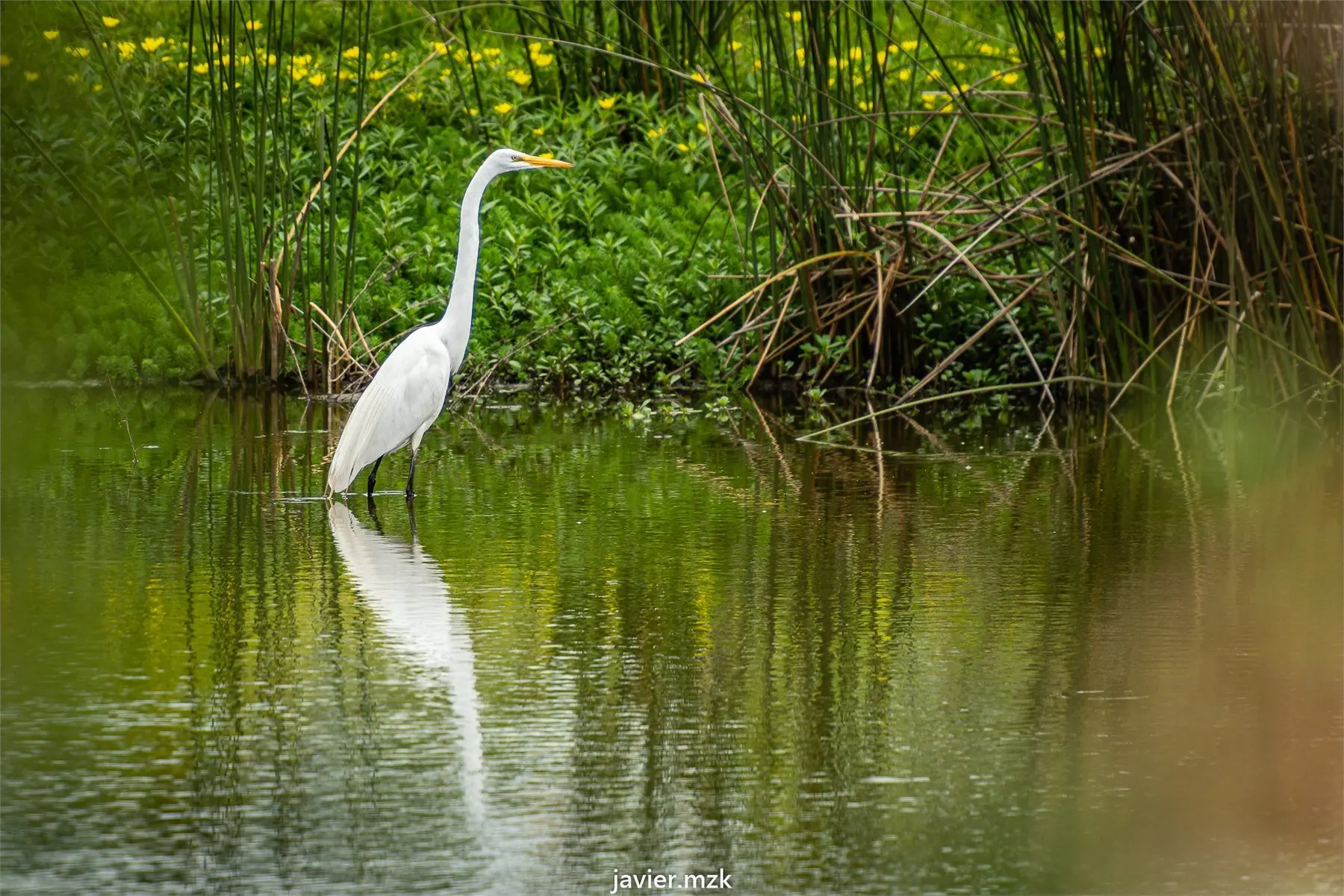 Reserva ambiental Aguada de los pájaros