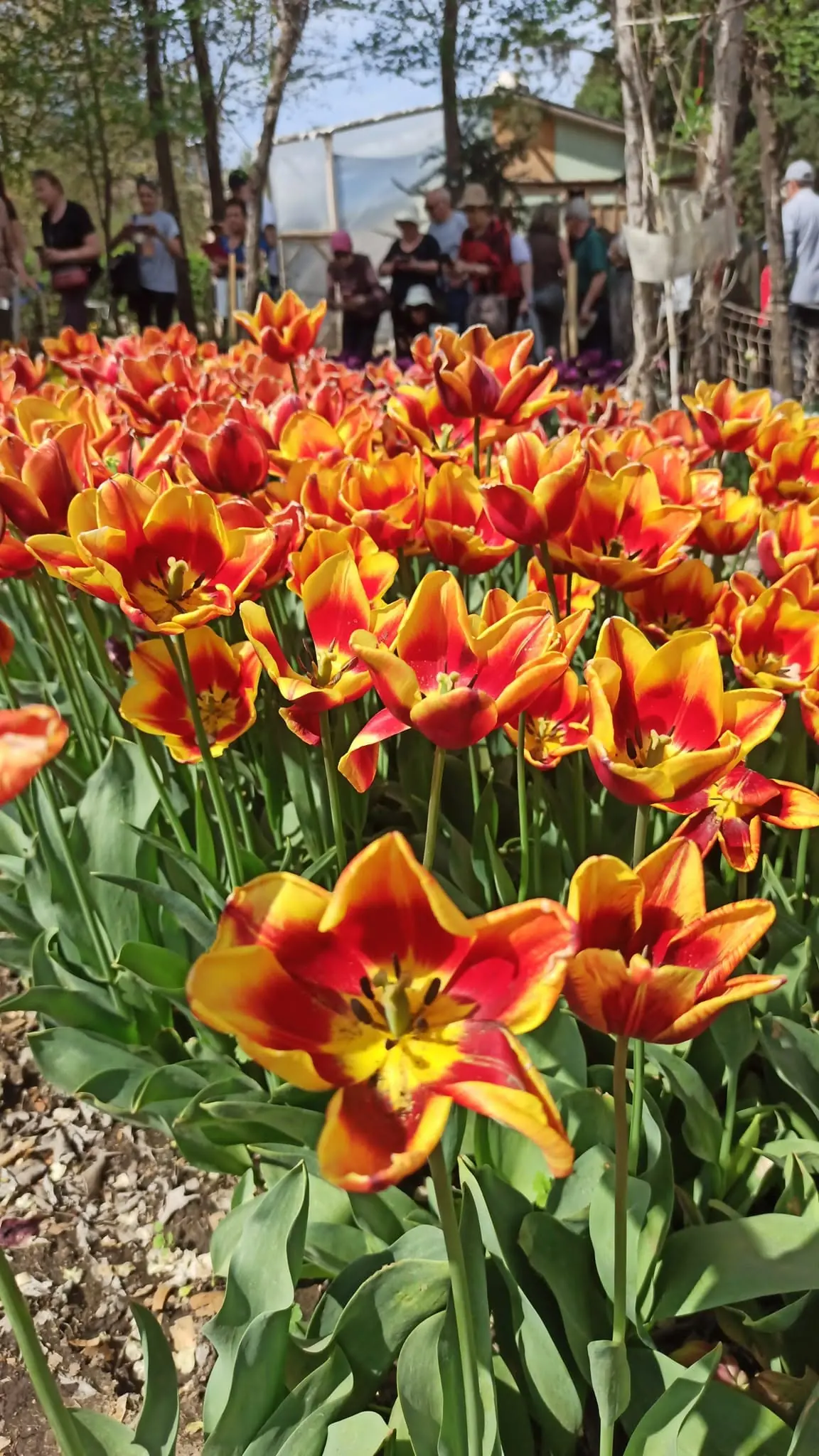 Jardín de Tulipanes en Villa Rumipal
